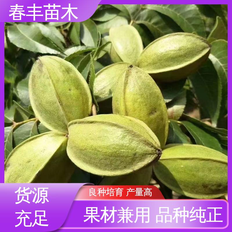 春丰苗木 美国山核桃袋装苗2公分粗 多品种 规格齐全 物流配送