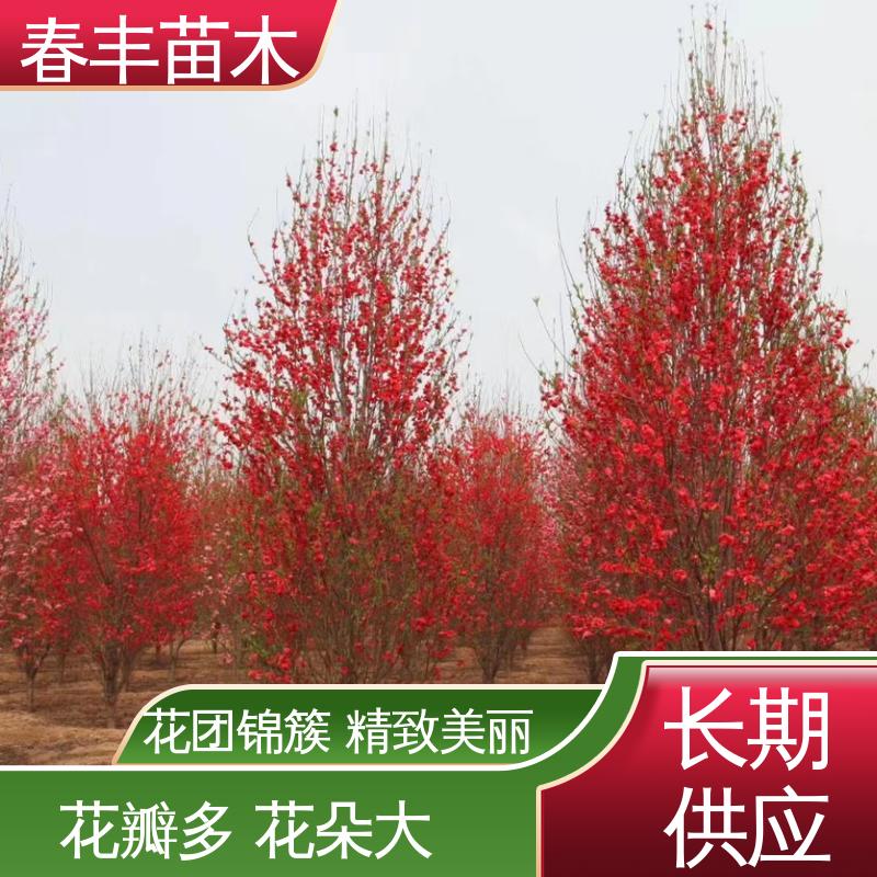 春丰苗木 基地现挖 绯桃 8-10公分 成活率高 适应性强