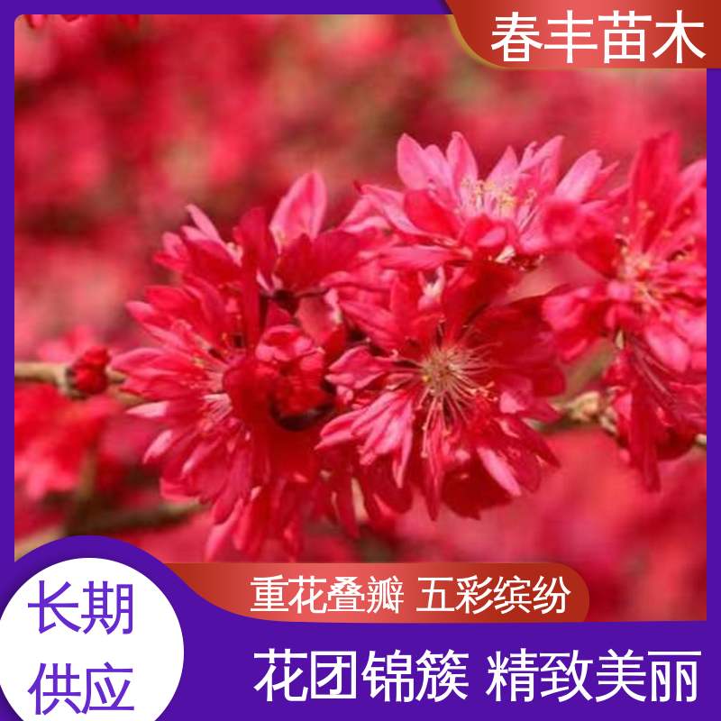 春丰苗木 观赏桃树 庭院小区绿化造景树 成活率高 适应性强
