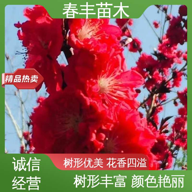 春丰苗木 观赏桃树苗基地培育 园林庭院造景植物 颜色鲜艳 花色多样