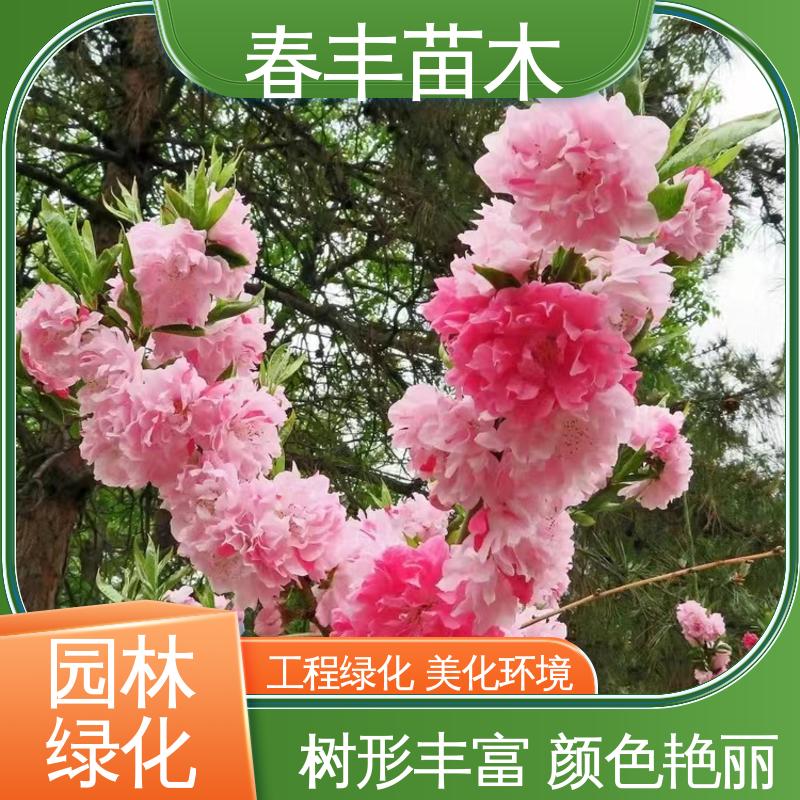 春丰苗木 基地现挖 绿花桃6-8公分 花色艳丽动人