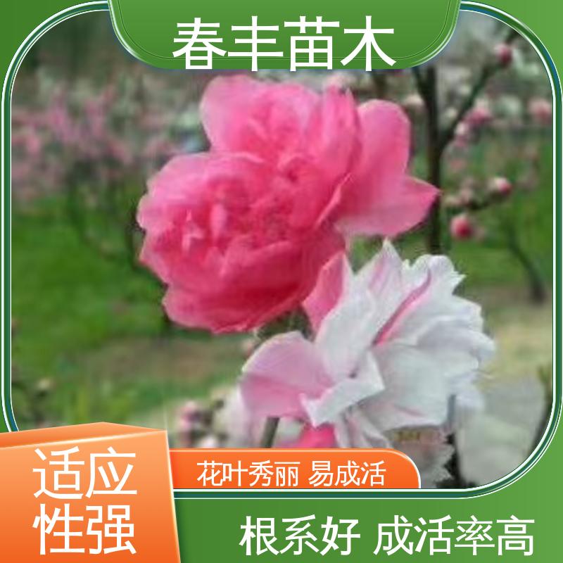 春丰苗木 基地现挖 簪粉碧桃 8-10公分 花叶秀丽 易成活