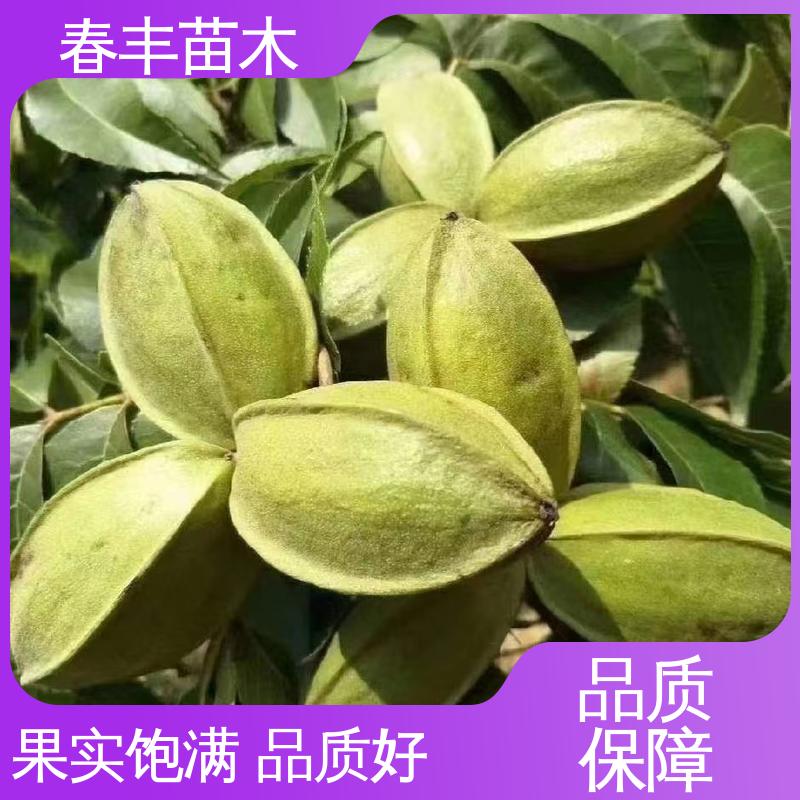 春丰苗木 碧根果树树苗1米高 高产出 盆栽地栽 效果佳