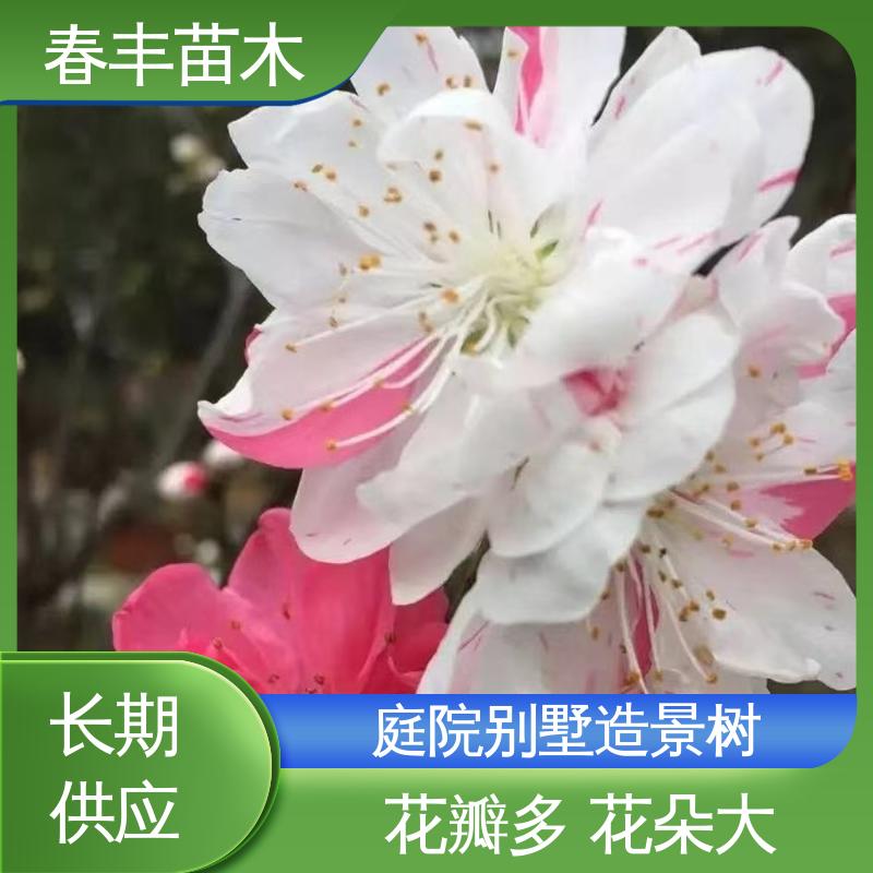 春丰苗木 基地现挖 青叶碧桃30元打土球上车 成活率高 适应性强