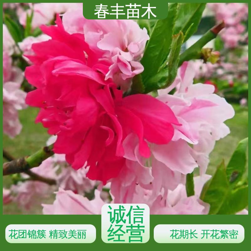 春丰苗木 基地现挖 帚形桃6-8公分 花叶秀丽 易成活