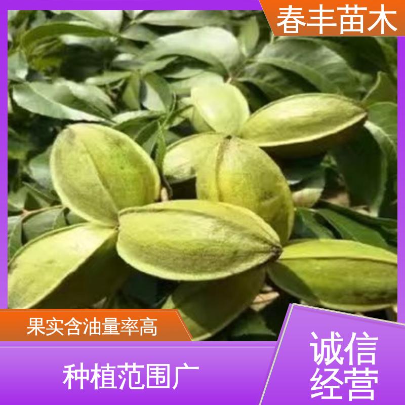 春丰苗木 美国山核桃苗子1米高 产量高 规格齐全 物流配送