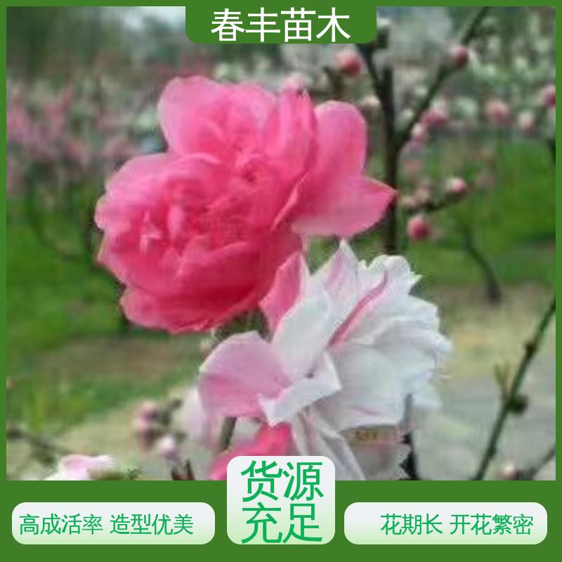 春丰苗木 桃花树苗批发 工程绿化 美化环境 花色艳丽动人