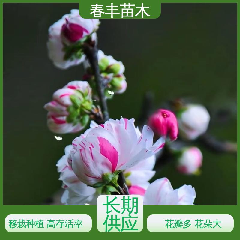 春丰苗木 基地供应 紫叶桃50元上车价 颜色鲜艳 花色多样