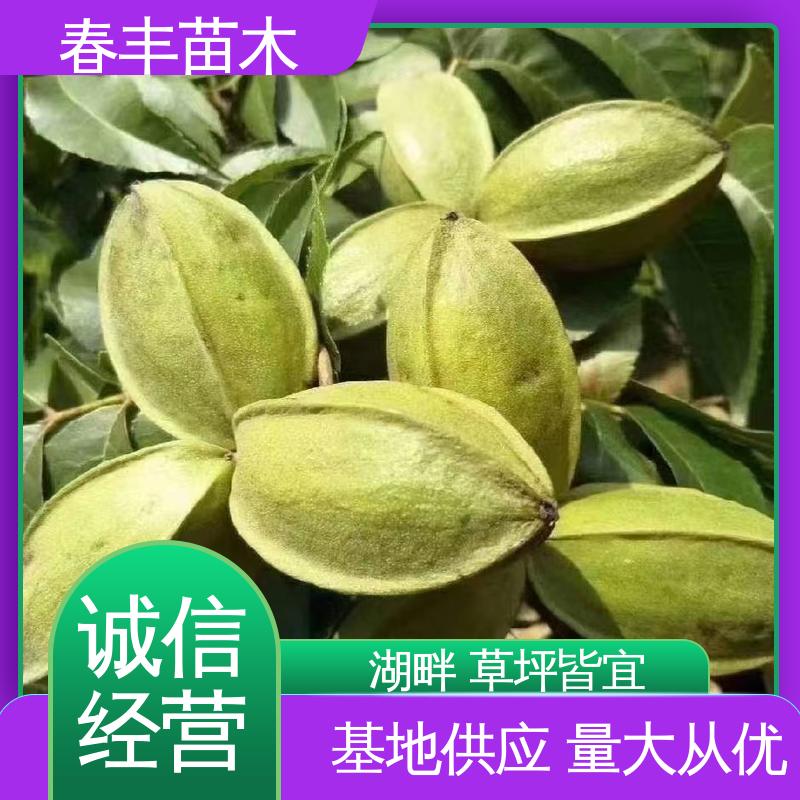 春丰苗木 美国山核桃树苗2元批零销售 可孤植 丛植