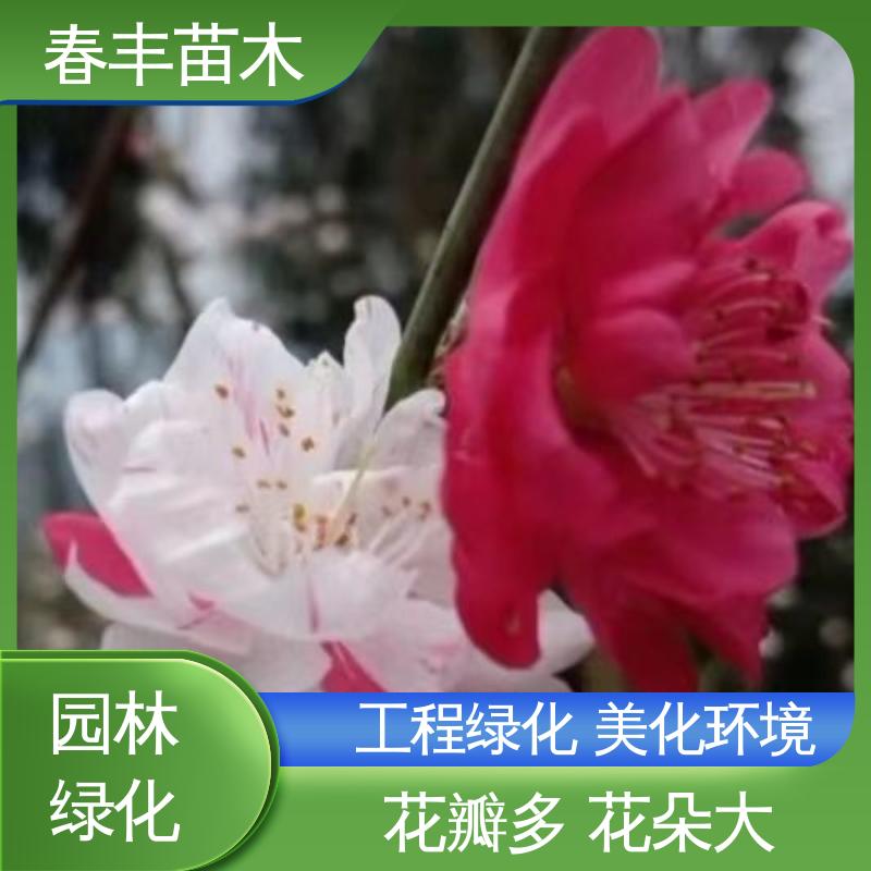 春丰苗木 基地现挖 帚形桃50元上车价 成活率高 适应性强