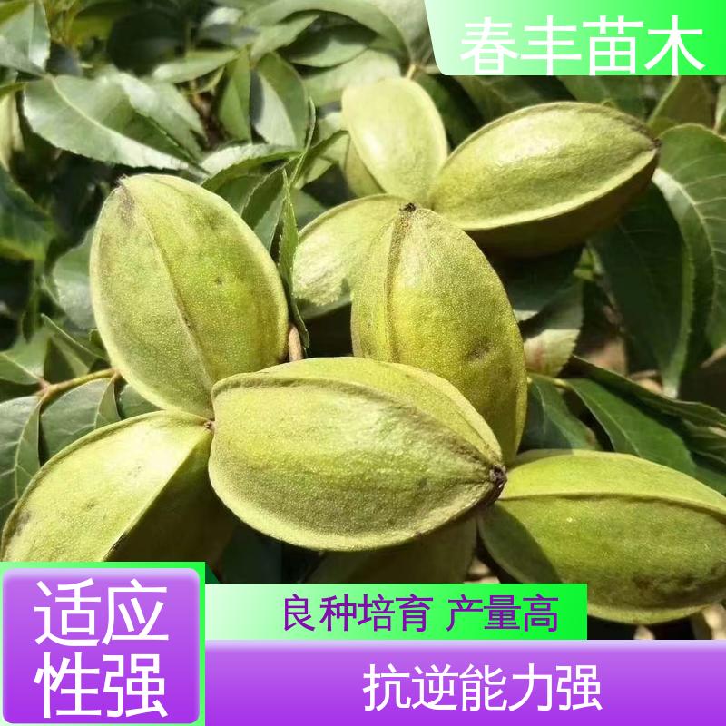 春丰苗木 碧根果树树苗2公分粗 成活率高 适应性强