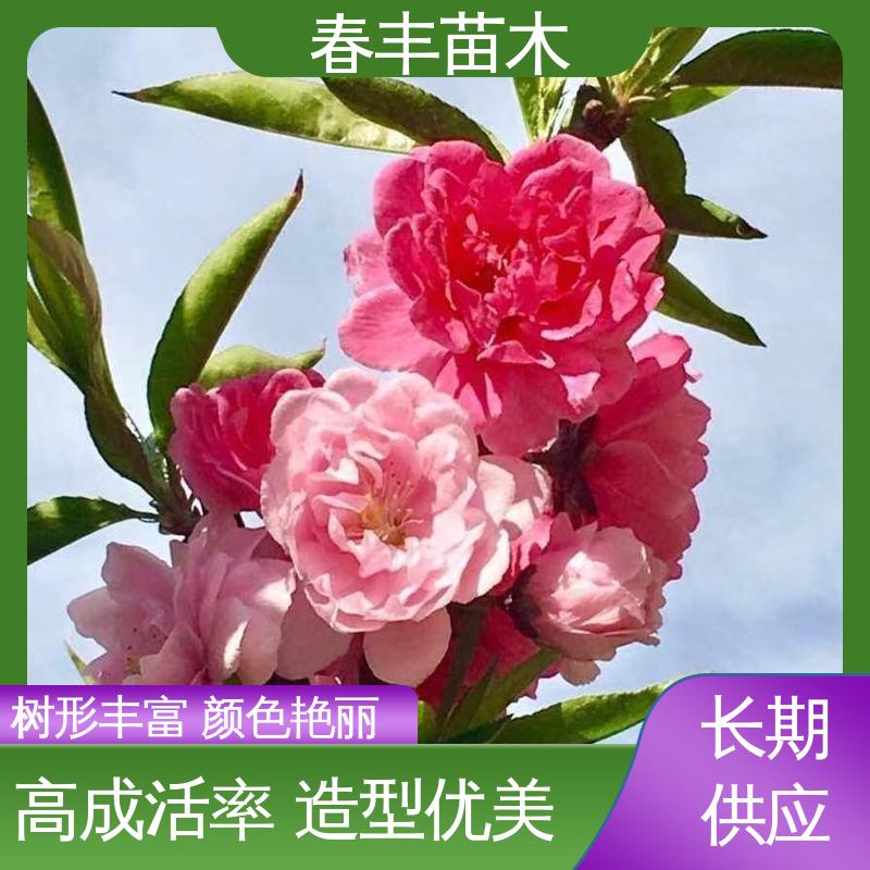 春丰苗木 基地供应 帚形桃30元打土球上车 质量合格 一条龙培育