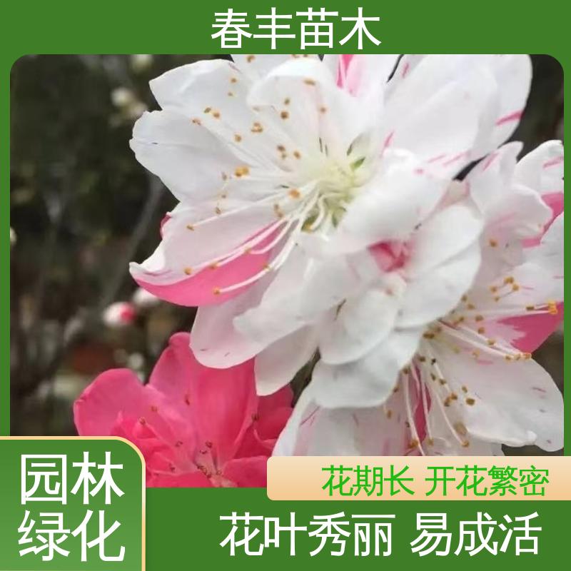 春丰苗木 基地供应 品霞40元装车 重花叠瓣 效果佳