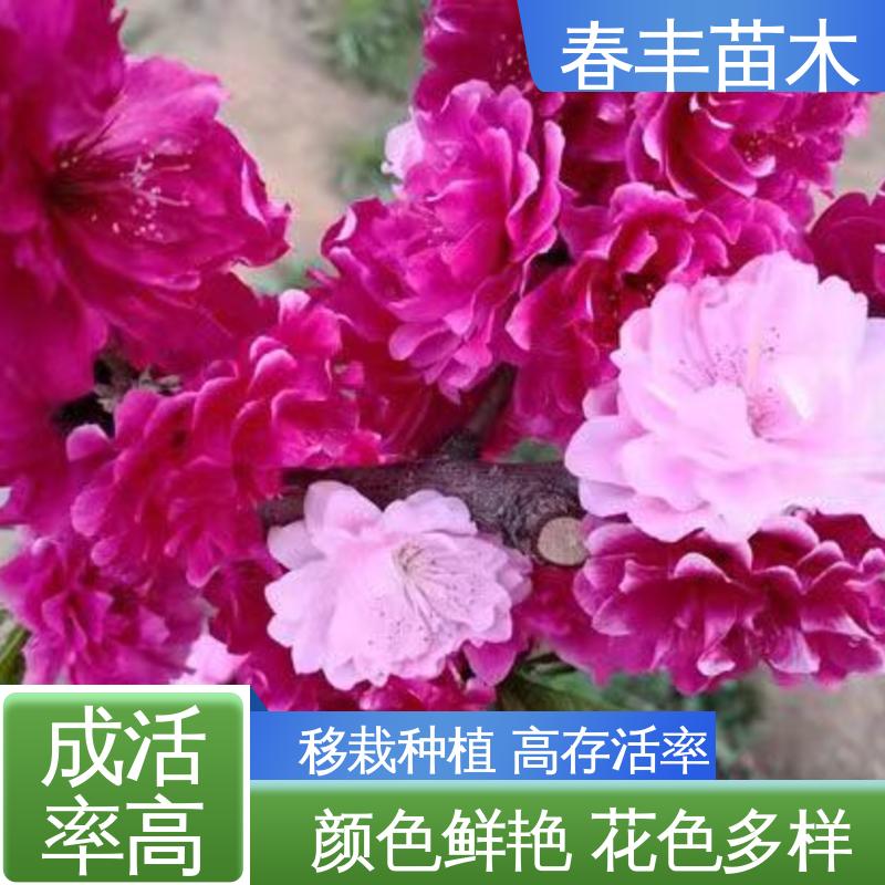春丰苗木 基地现挖 帚桃6-8公分 包装好 成活率高