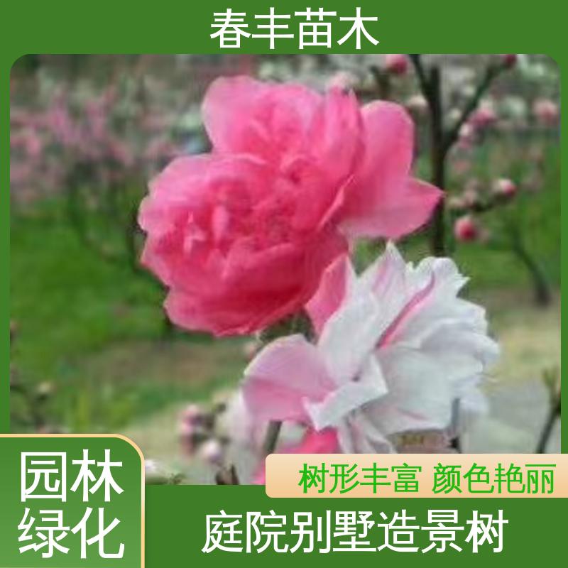 春丰苗木 基地供应 绿化桃50元上车价 移栽种植 高存活率