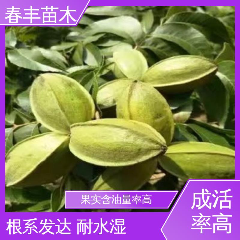 春丰苗木 美国山核桃袋装苗2公分粗 产量高 果材兼用 易成活