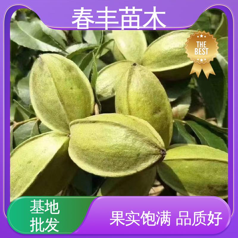 春丰苗木 美国山核桃杯苗专业育苗 果实含油量高 高成活率 货源充足