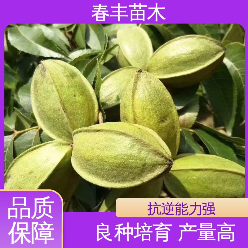 春丰苗木 碧根果袋苗专业育苗 产量高 果材兼用树种