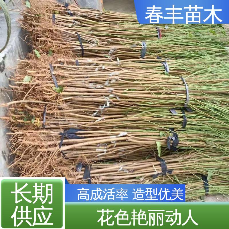 春丰苗木 观赏桃树苗批发零售 树形丰富 花香四溢 花叶秀丽 易成活