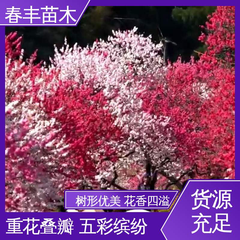 春丰苗木 观赏桃树苗基地培育 庭院小区绿化造景树 成活率高 适应性强