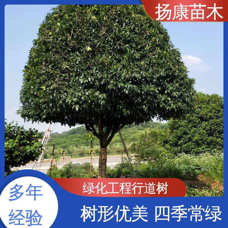 扬康苗木 全冠香樟 绿化工程专用苗 精致美丽 易成活