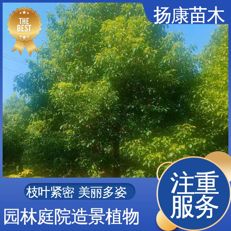 扬康苗木 15公分香樟 园林庭院造景植物 枝叶紧密 美丽多姿