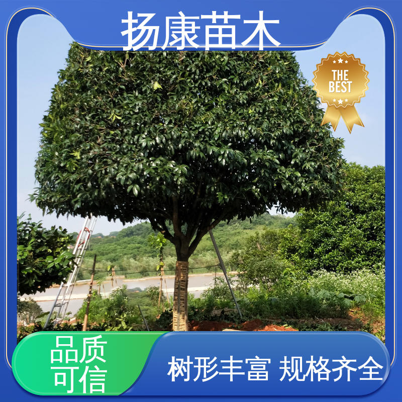 扬康苗木 基地供应 移植香樟 园林绿化专用树 环境适应性强