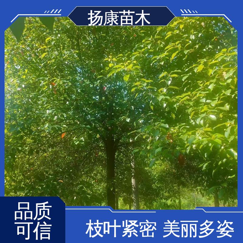 扬康苗木 基地供应 移植香樟 园区道路绿化苗 精致美丽 易成活