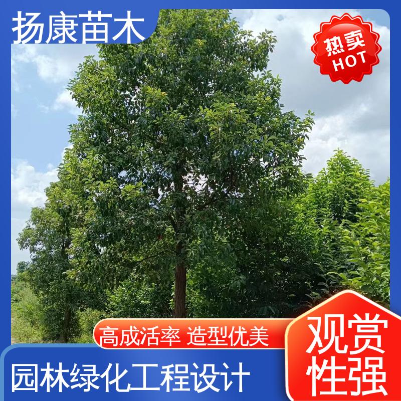 扬康苗木 基地供应 丛生香樟树 园林景区栽植 适用性强 规格齐全