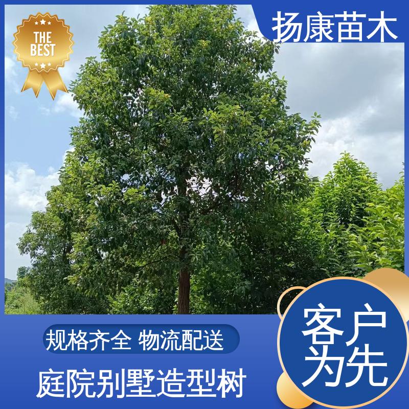 扬康苗木 基地供应 丛生香樟苗 园林庭院造景植物 适用性强 规格齐全