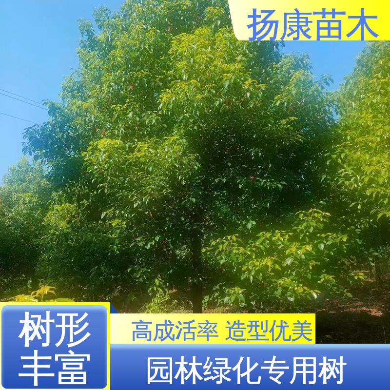扬康苗木 丛生香樟苗 绿化工程行道树 高端大气美观