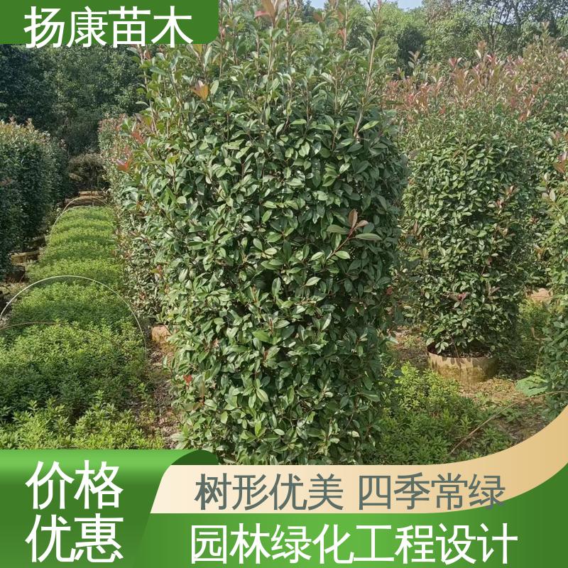 扬康苗木 基地供应 纸石楠球 园林景区栽植 精致美丽 易成活