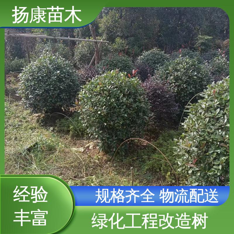 扬康苗木 基地供应 红叶石楠 园区道路绿化苗 树形丰富 成活率高