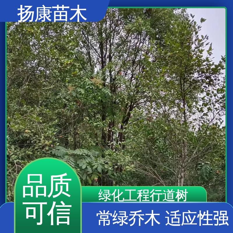 扬康苗木 基地供应 15公分香樟 园林庭院造景植物 造型优美 易成活