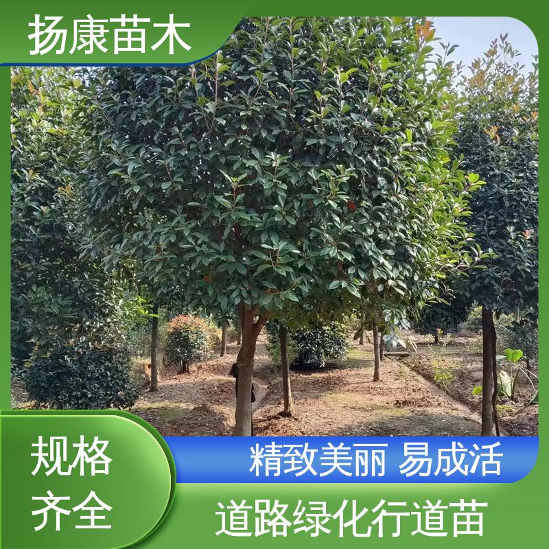 扬康苗木 红叶南栓 绿化工程改造苗 观赏价值高