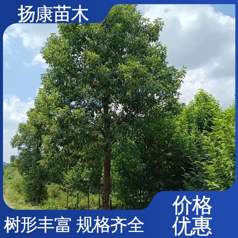 扬康苗木 基地供应 香樟批发 绿化工程改造苗 适用性强 规格齐全