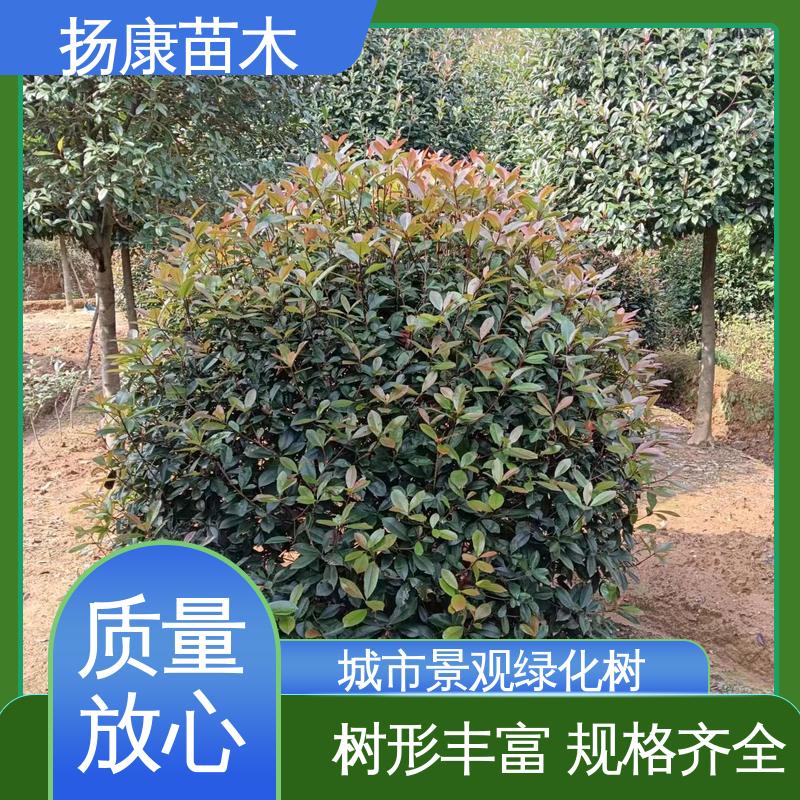 扬康苗木 纸石楠球 园林绿化工程设计 高成活率 规格齐全
