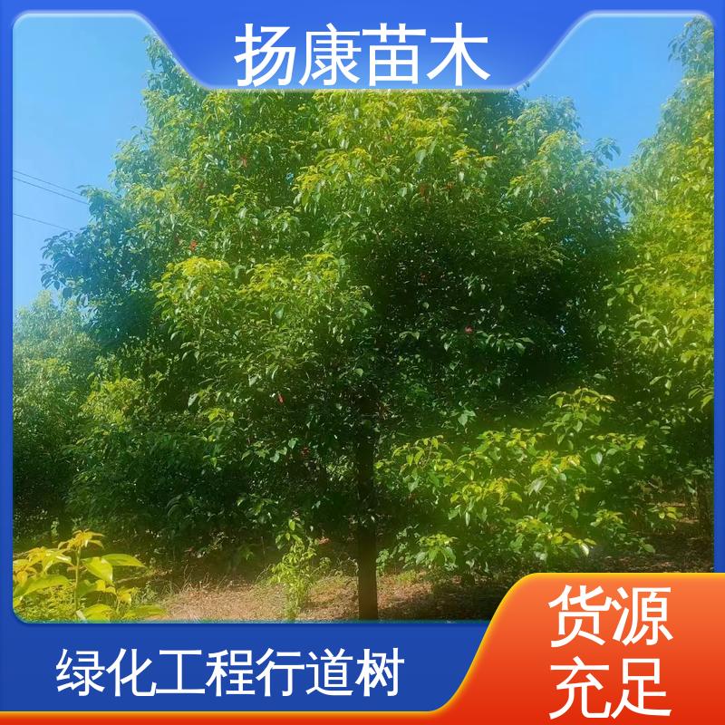 扬康苗木 香樟批发 园林景区栽植 枝叶紧密 美丽多姿