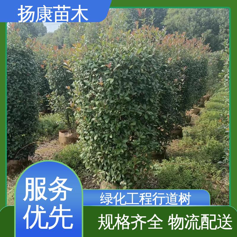 扬康苗木 基地供应 红叶南栓 绿化工程行道树 高成活率 规格齐全