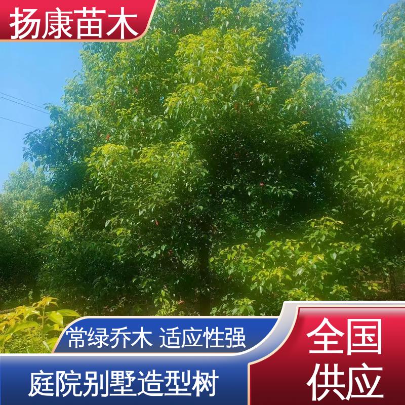扬康苗木 全冠香樟 绿化工程专用苗 树形丰富 成活率高