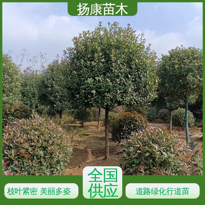 扬康苗木 小楠 绿化工程专用苗 造型优美 易成活