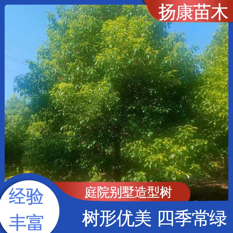 扬康苗木 截杆移植香樟 园区道路绿化苗 精致美丽 易成活