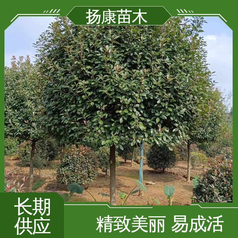 扬康苗木 基地供应 纸石楠球 园林庭院造景植物 高端大气美观