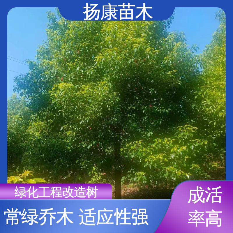 扬康苗木 香樟批发 园林庭院造景植物 观赏价值高