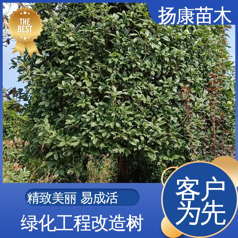 扬康苗木 丛生香樟树 园林景区栽植 适用性强 规格齐全