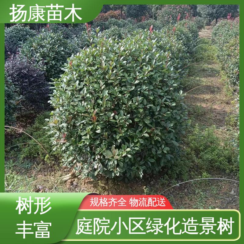 扬康苗木 纸石楠球 绿化工程改造苗 观赏价值高