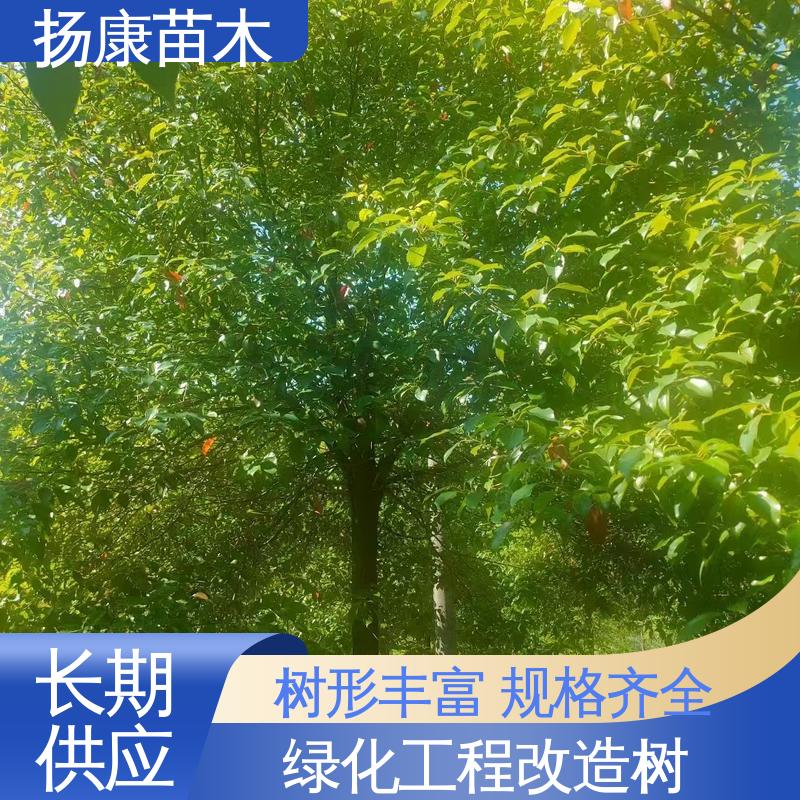 扬康苗木 15公分香樟 园区道路绿化苗 造型优美 易成活