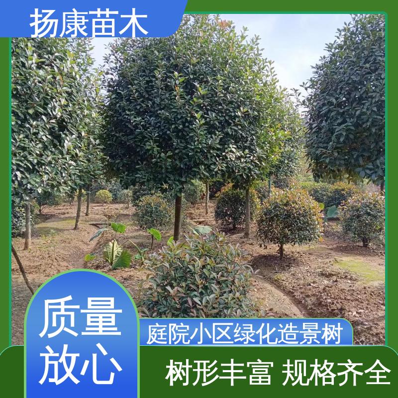 扬康苗木 红叶石楠树 园林绿化工程设计 环境适应性强