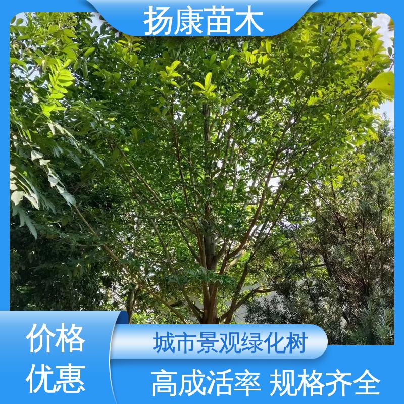 扬康苗木 基地供应 乐 昌含笑 绿化工程行道树 精致美丽 易成活