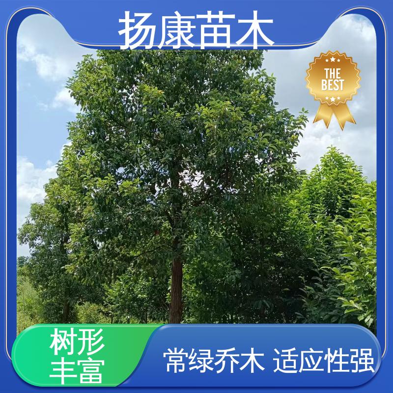 扬康苗木 湖 南香樟 绿化工程改造苗 环境适应性强
